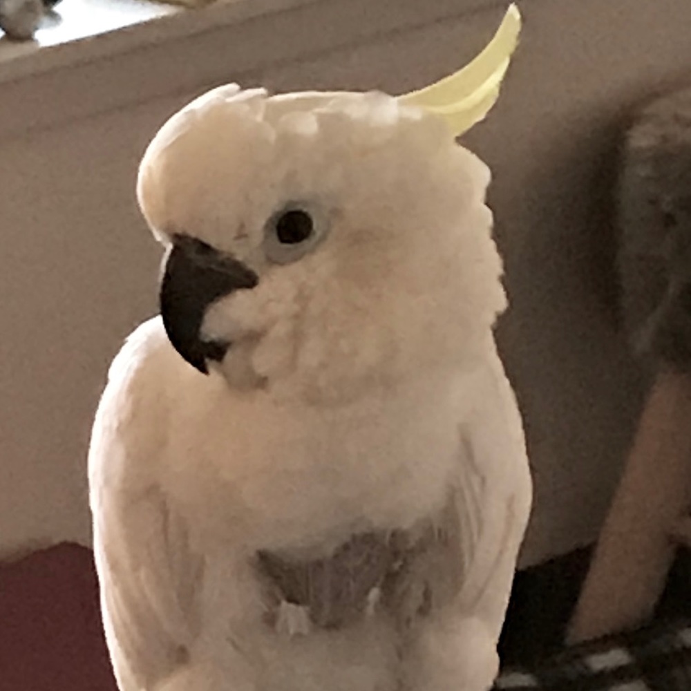 Meet your Posher, Brent